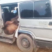 10 Cows Rescued