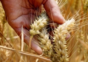 Wheat