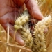 Wheat