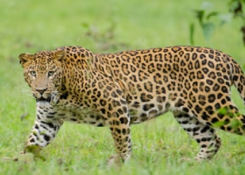 Leopord