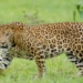 Leopord