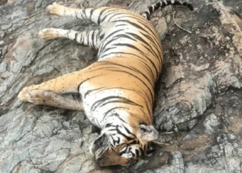 Tigeress