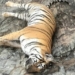 Tigeress