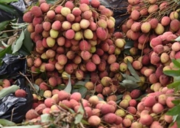 Rose-Scented Litchis