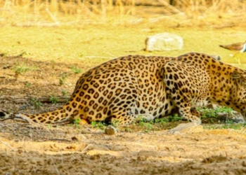 Leopard