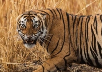 Tiger Attacks