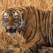 Tiger Attacks