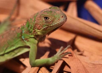 Blue Iguana