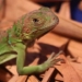 Blue Iguana