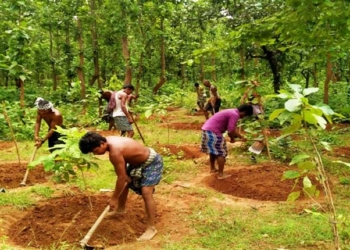 Afforestation Projects