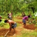 Afforestation Projects
