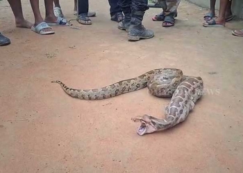 8-Foot Python