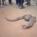 8-Foot Python