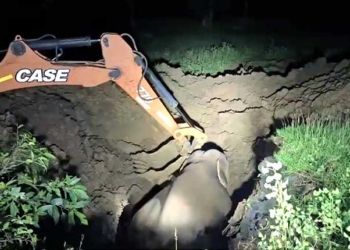 Elephant Rescued