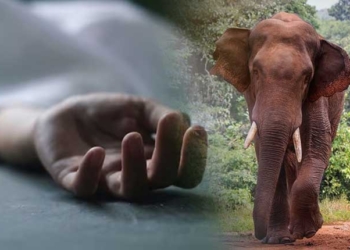 Elephant attack
