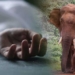 Elephant attack
