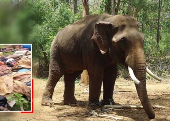 Elephant Attack In Keonjhar