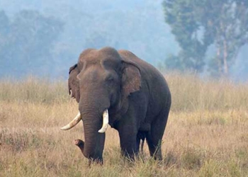 Elephant Attack In Keonjhar