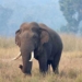 Elephant Attack In Keonjhar