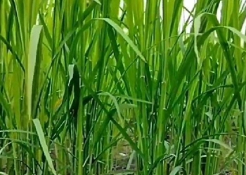 Paddy Crops