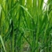 Paddy Crops