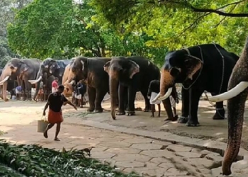 Elephants
