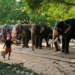 Elephants