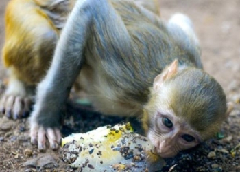 Monkey Carcasses
