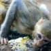 Monkey Carcasses