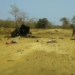 IED Blast