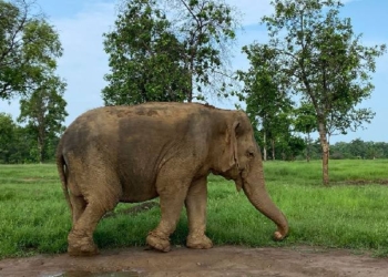 Elephant dies