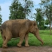Elephant dies
