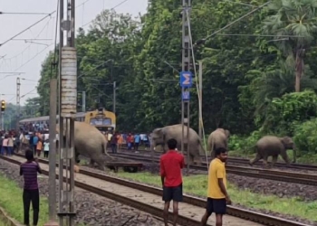 Elephant Corridor