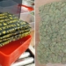 Marijuana Haul