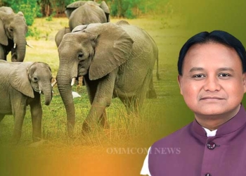 World Elephant Day 2025