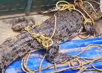 6-Foot Crocodile Rescued