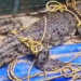 6-Foot Crocodile Rescued