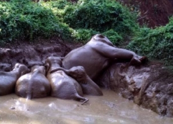 Wild Elephants