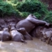 Wild Elephants