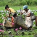 Assam And Tripura