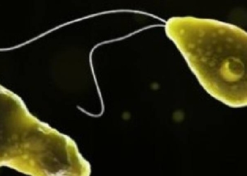 Amoebic Meningitis