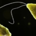 Amoebic Meningitis