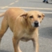Stray Dogs