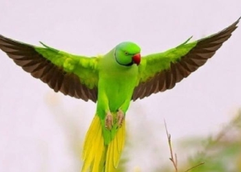 Parrot