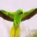 Parrot