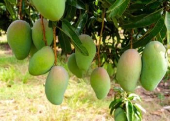mangoes