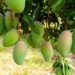 mangoes