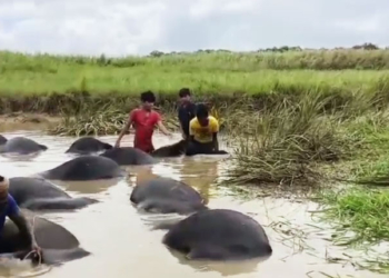 Buffaloes Drown