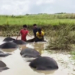 Buffaloes Drown