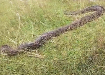 15-Foot Python